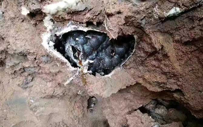 酸蜂(无刺蜂)是蜜蜂吗?