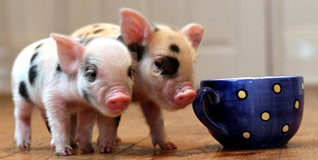 微型猪的基本信息