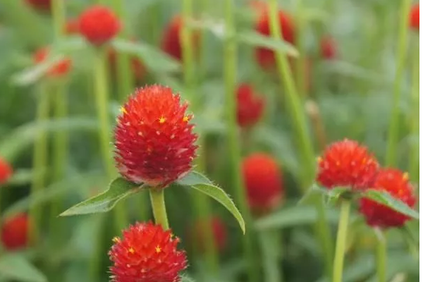 红花油的主要功效是什么？