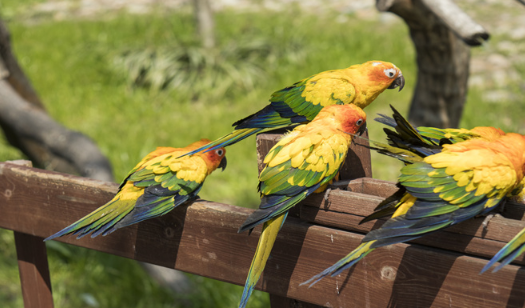 八哥学舌的寓意和道理是什么?