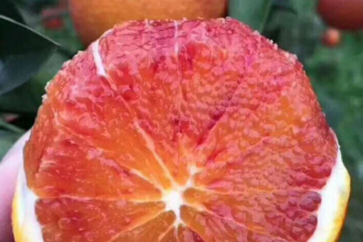 塔罗科血橙的功效与作用有哪些？
