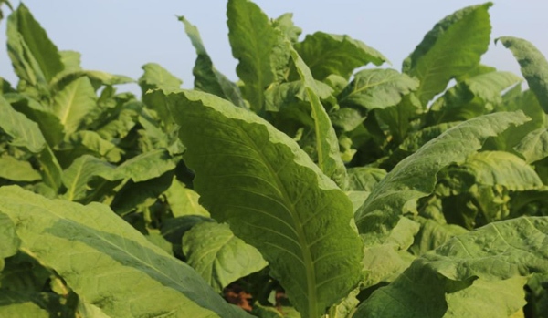 你的家乡都有哪些特产?