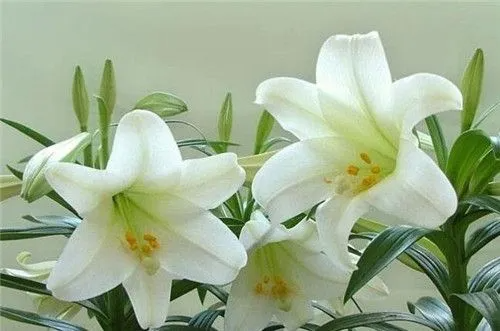 百合花代表什么意思