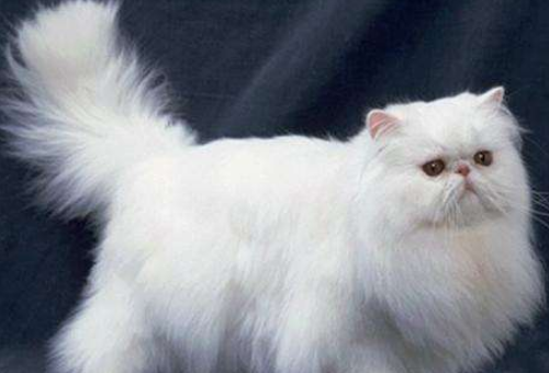 一只波斯猫多少钱?