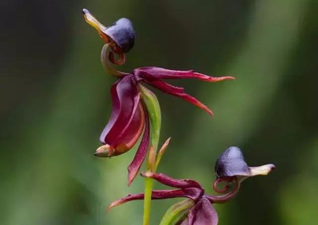 世界都有哪些花？