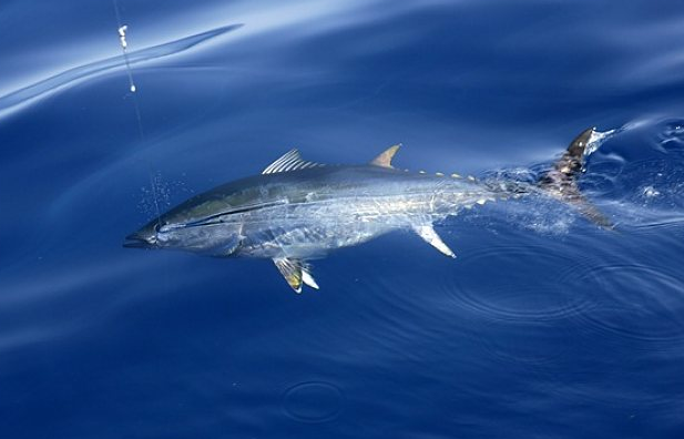 金枪鱼产自哪里?