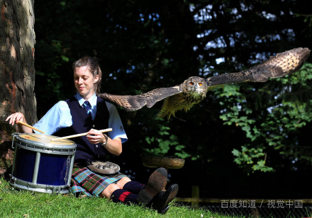 美国的国宝是什么动物