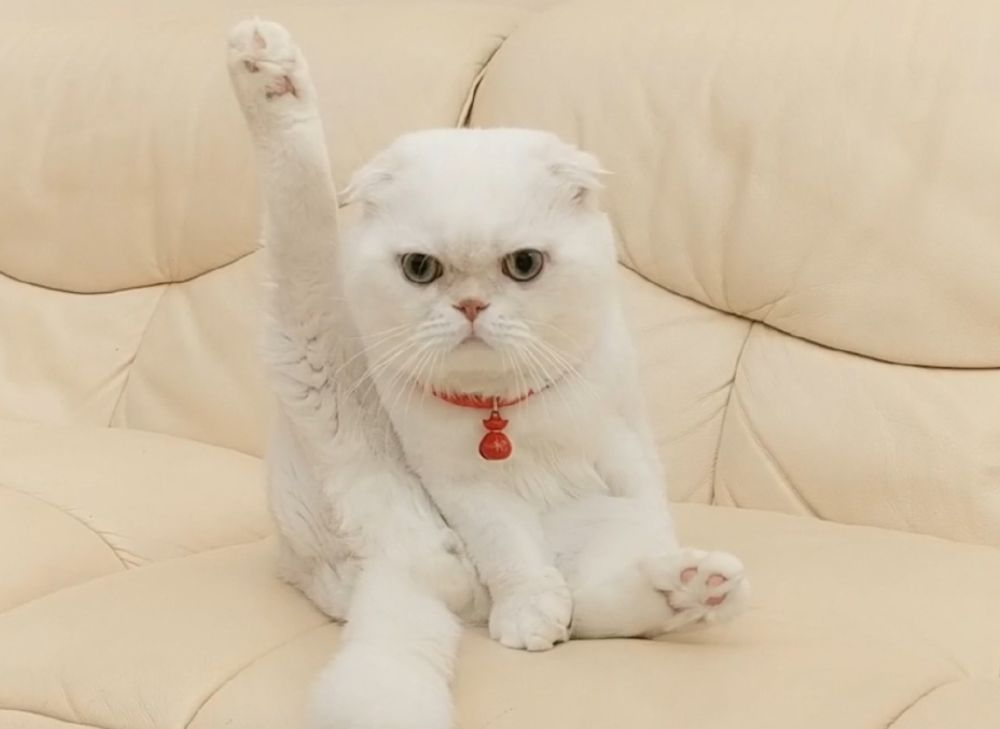 “会说话的刘二豆”停更4个月,到底发生了什么?