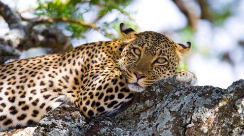肯尼亚著名旅游景点有哪些