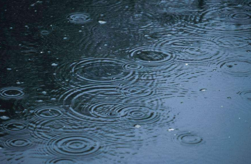 下雨前小动物的表现