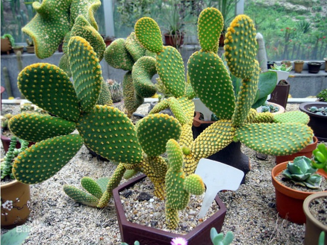 关于仙人掌的资料是什么？
