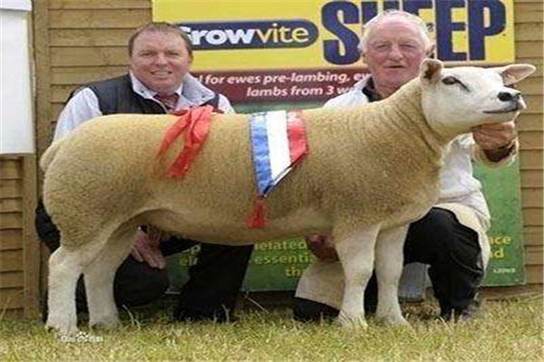 世界上最贵的羊是属于什么品种呢?