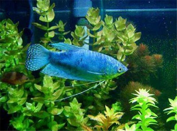 蓝龙鱼要多少钱一条?????急!...........不好意思我没有悬赏分啊