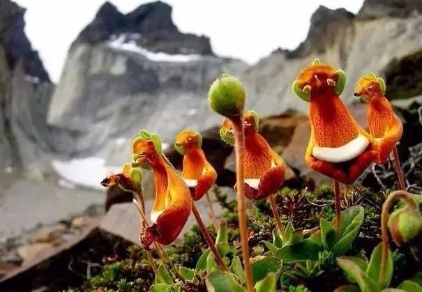 世界都有哪些花？