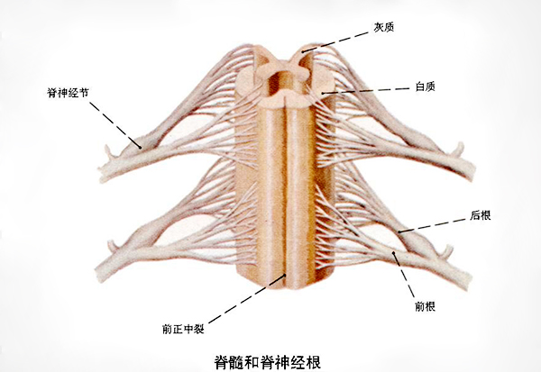白质和灰质的区别