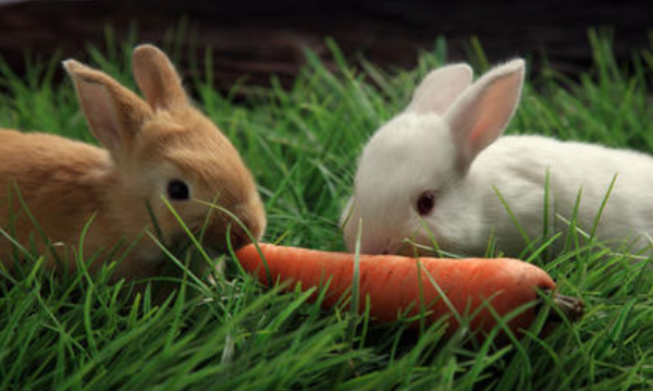 描写兔子吃胡萝卜的段落