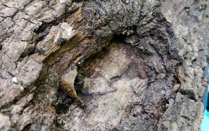 酸蜂(无刺蜂)是蜜蜂吗?