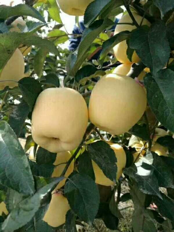 维纳斯黄金苹果品种介绍是什么?