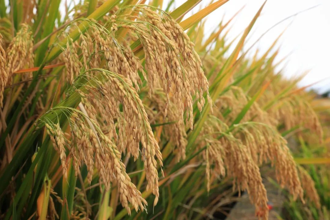 各行业工资单出炉,哪些行业“钱景”喜人?