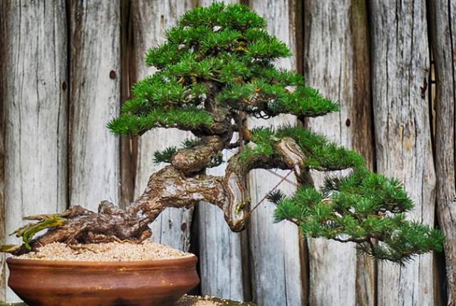 在自家庭院中种植什么树会导致人穷家败？