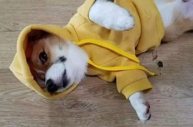 成都故意摔狗事件究竟有多么恶劣?