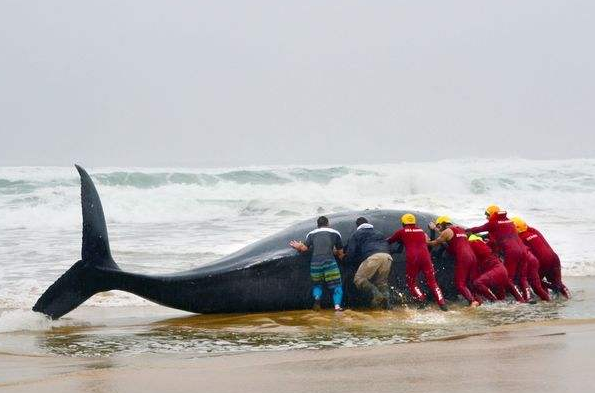 鲸鱼为什么搁浅?