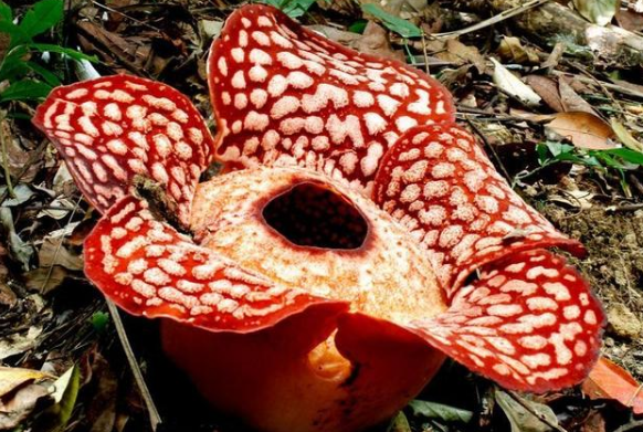 你还知道哪些奇异的植物?请把它们的特点写下来。