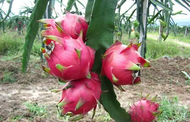 火龙果产于哪里？