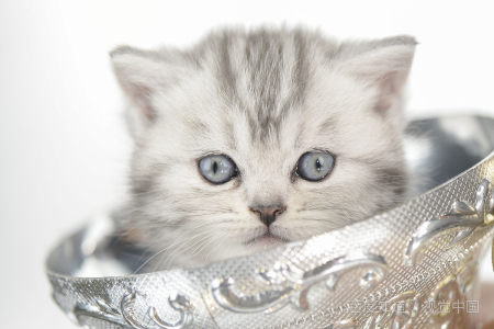 猫有哪些传染病