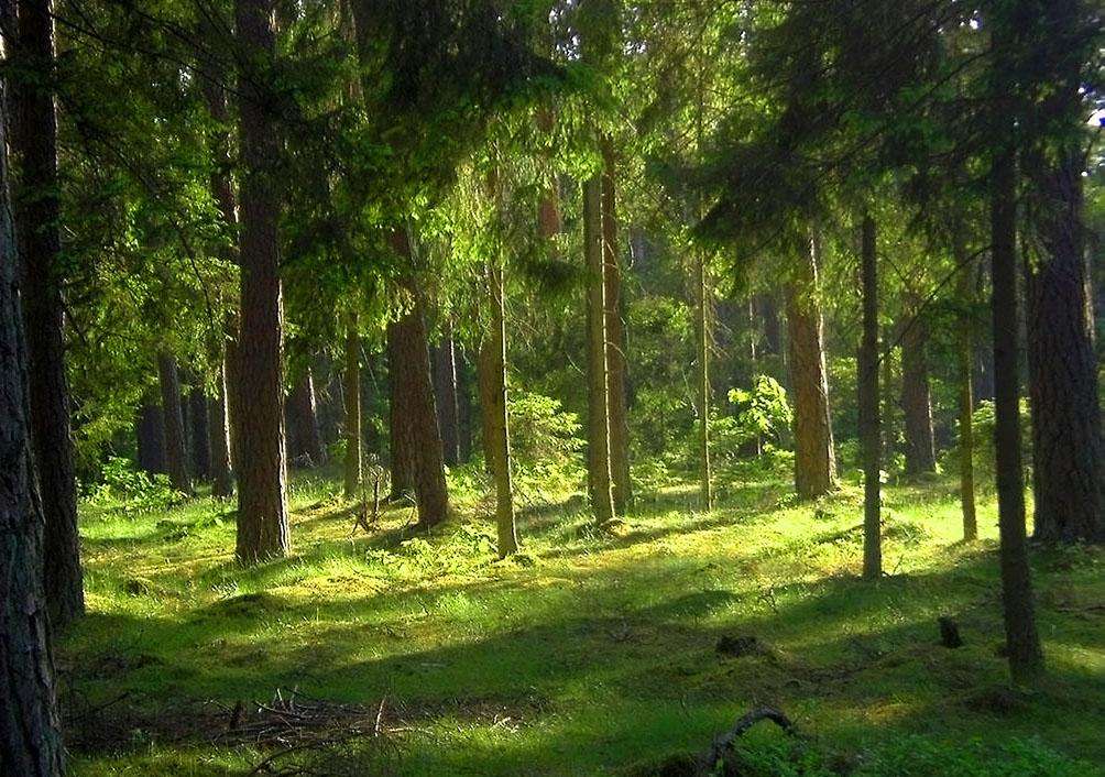 半藏森林是什么梗?