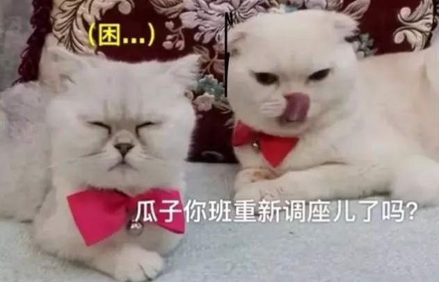 “会说话的刘二豆”停更4个月,到底发生了什么?