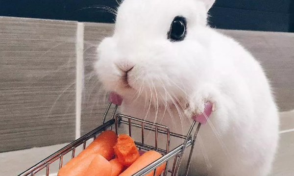描写兔子吃胡萝卜的段落