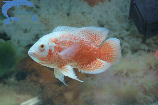 地图鱼能养多大？