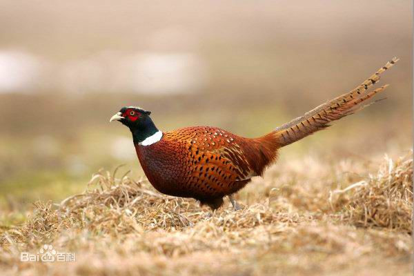 野鸡和野山鸡有什么区别