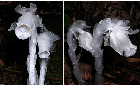 为什么水晶兰被称为死亡之花？