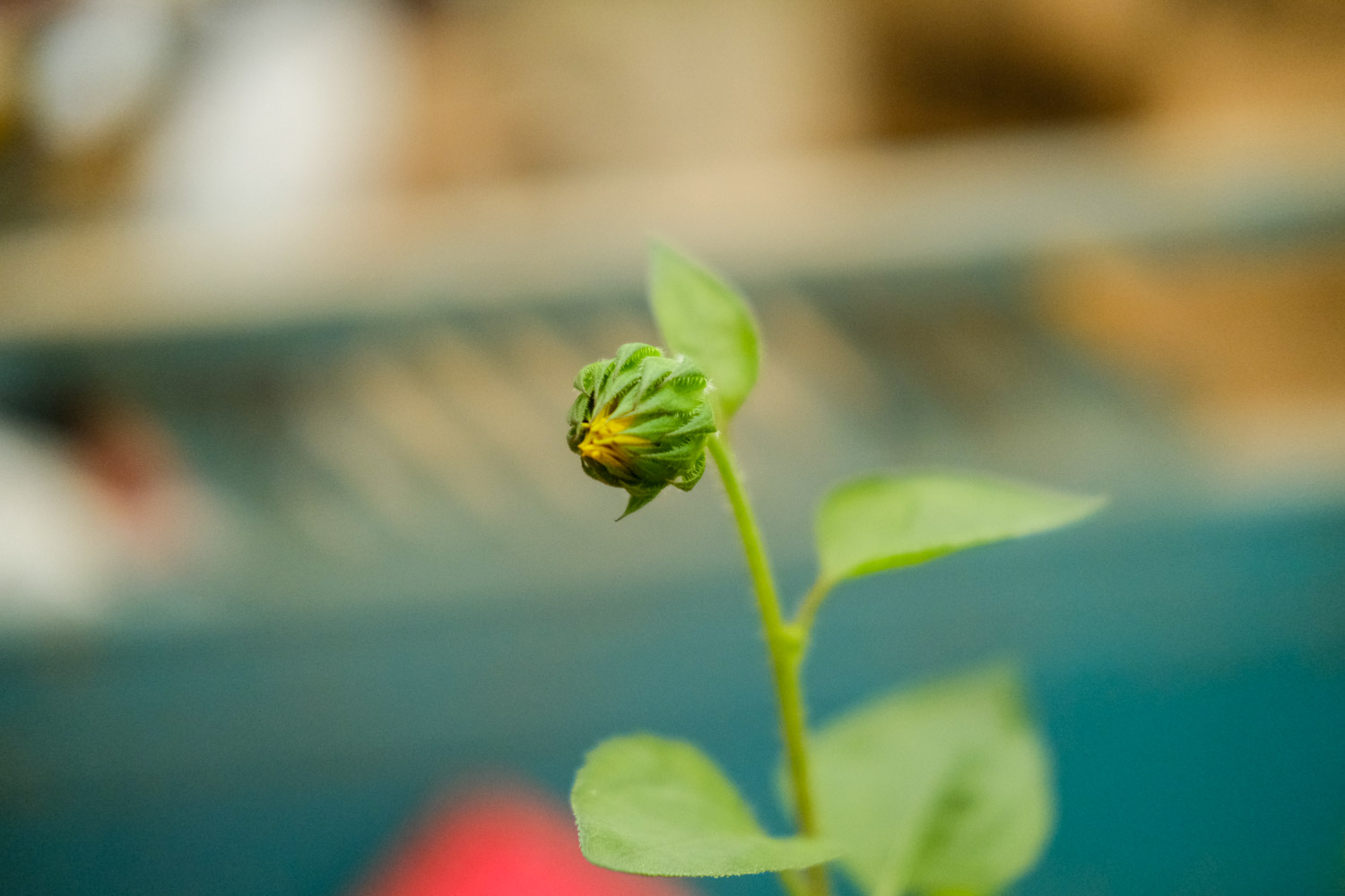 向日葵怎样种？