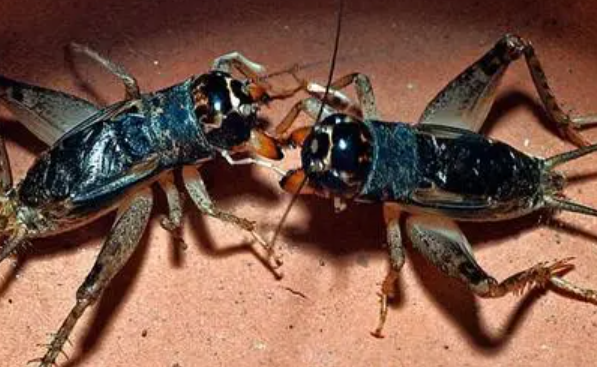 斗蛐蛐品种有哪些？