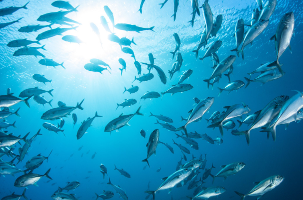 梦见捞鱼是什么意思