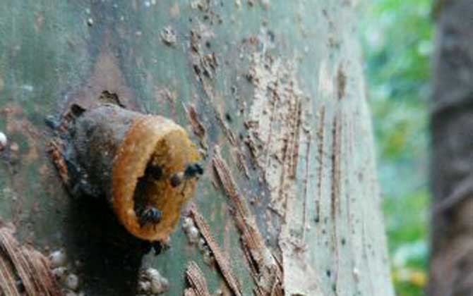 酸蜂(无刺蜂)是蜜蜂吗?
