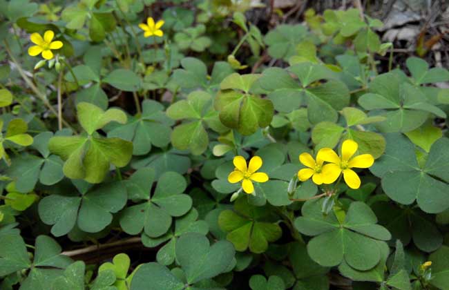 黄花酢浆草的功效与作用