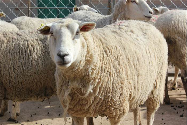 世界上最贵的羊是属于什么品种呢?