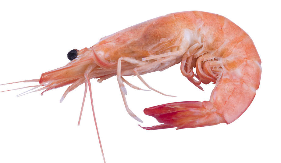 虾不能和什么一起吃 虾和7种食物不能一起吃