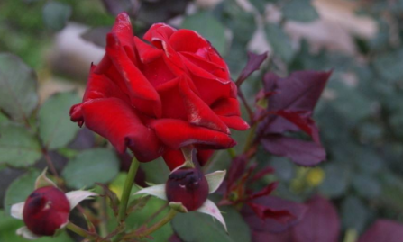 玫瑰到了花期什么意思?