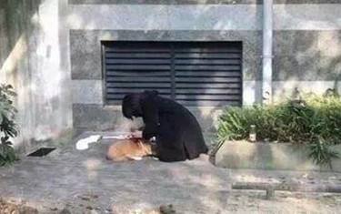 成都故意摔狗事件究竟有多么恶劣?