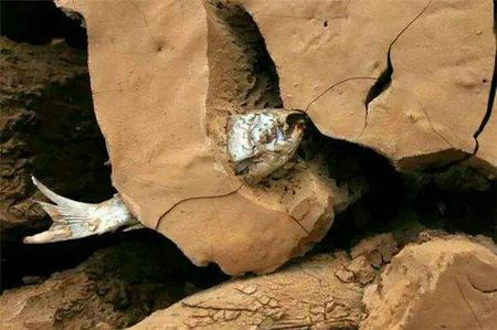 什么鱼没有水也能活？