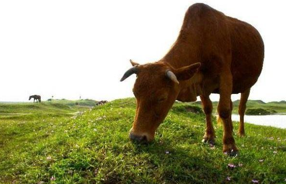 春分习俗有那些?