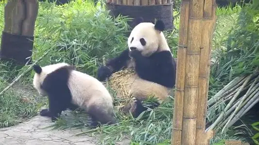 四川峨边野生大熊猫下山掰苞谷,我国的野外大熊猫有多少?