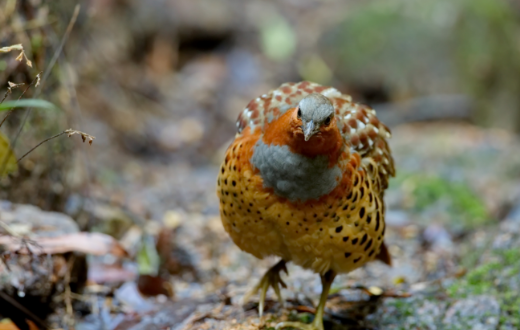 养殖业什么最赚钱农村