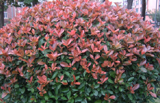 红叶石楠木价格一般是多少