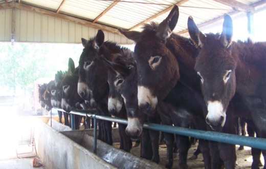 养殖业什么最赚钱农村